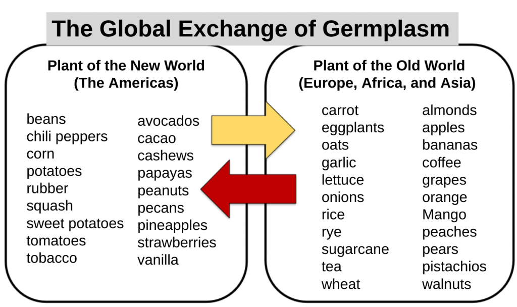 Examples of food crops exchanged between the New World and the Old World after 15th century.