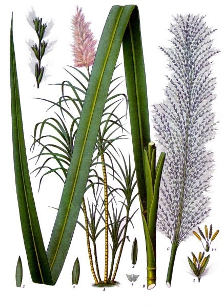 Sugarcane (Saccharum officinarum).