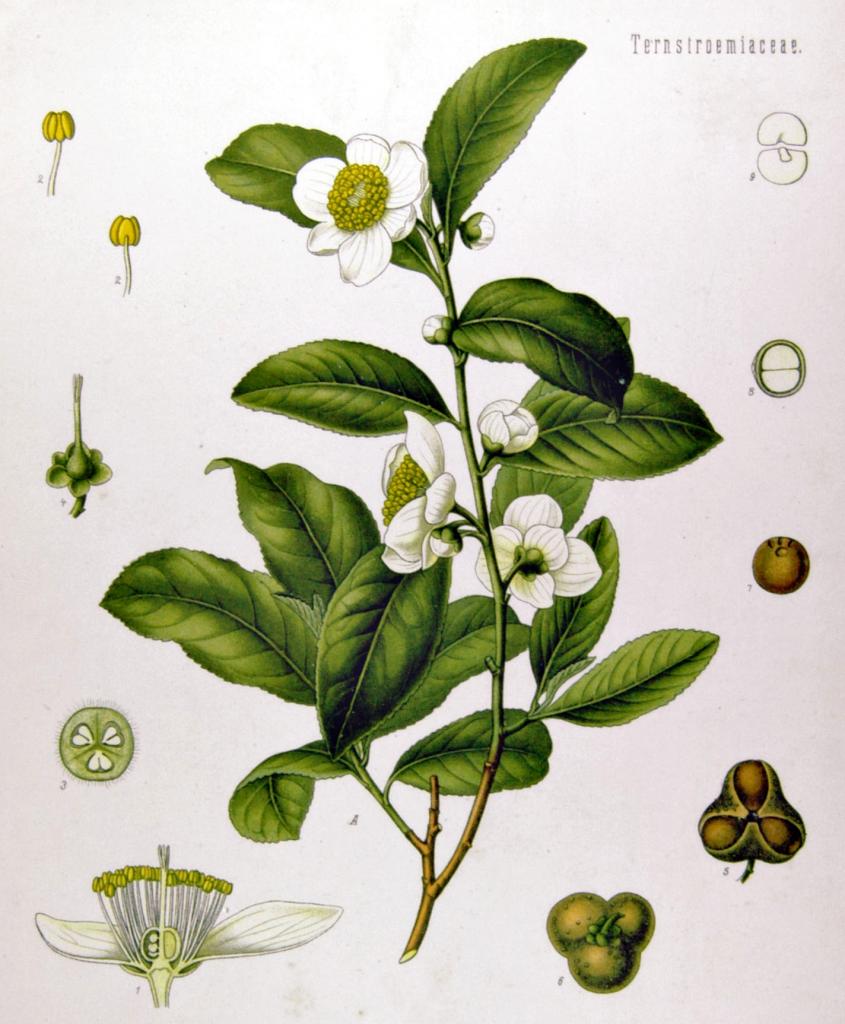 An illustration of tea plant (Camellia sinensis) with cross-section of the flower (lower left) and seeds (lower right).