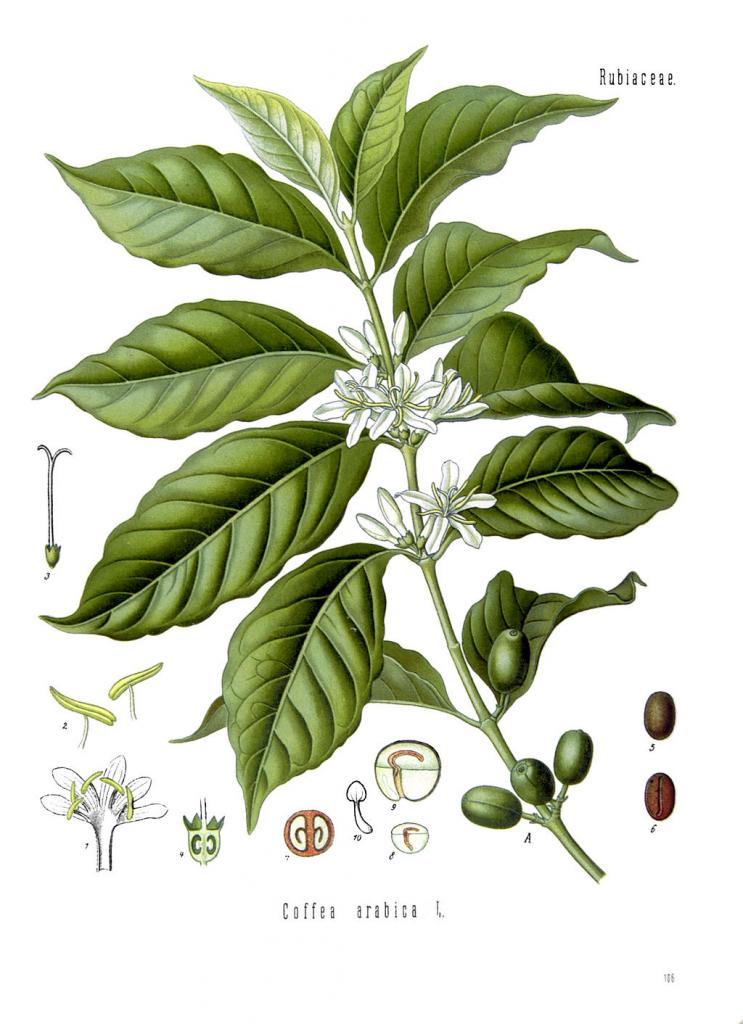 Illustration of coffee plant