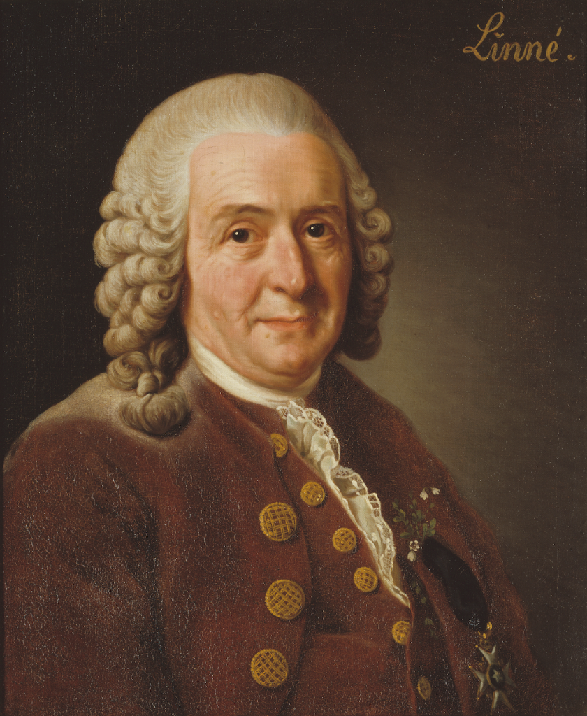 Portrait of Linnaeus (1707-1778).