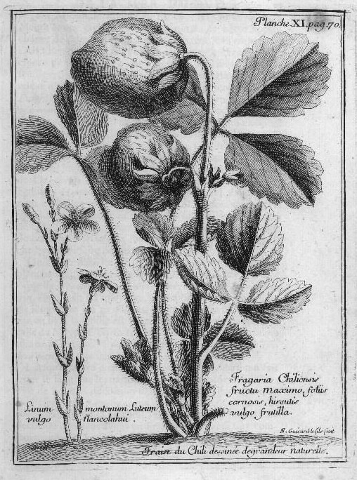 An illustration of Fragaria chiloensis (beach strawberry) by Amédée François Frézier (published in 'A voyage to the South-sea, and along the coasts of Chili and Peru, in the years 1712, 1713, and 1714.')​