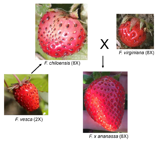 Fig 4.5 Garden strawberry, Fragaria x ananassa is an octoploid hybrid