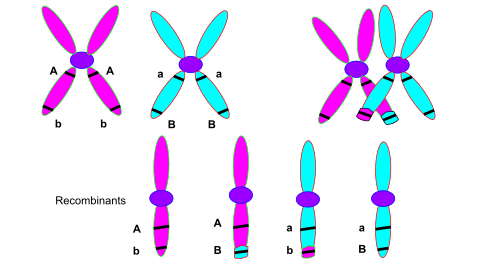 Crossing over between genes A and B results in recombinant chromosomes with new allele combinations a, b and A, B, in addition to the original parental combinations A, b and a, B.
