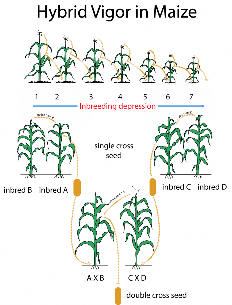 Inbreeding depression and Hybrid vigor in maize