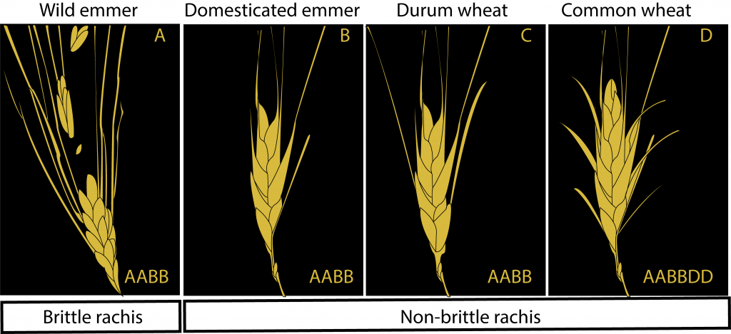 Mature seeds of the domesticated wheat species do not shatter.​