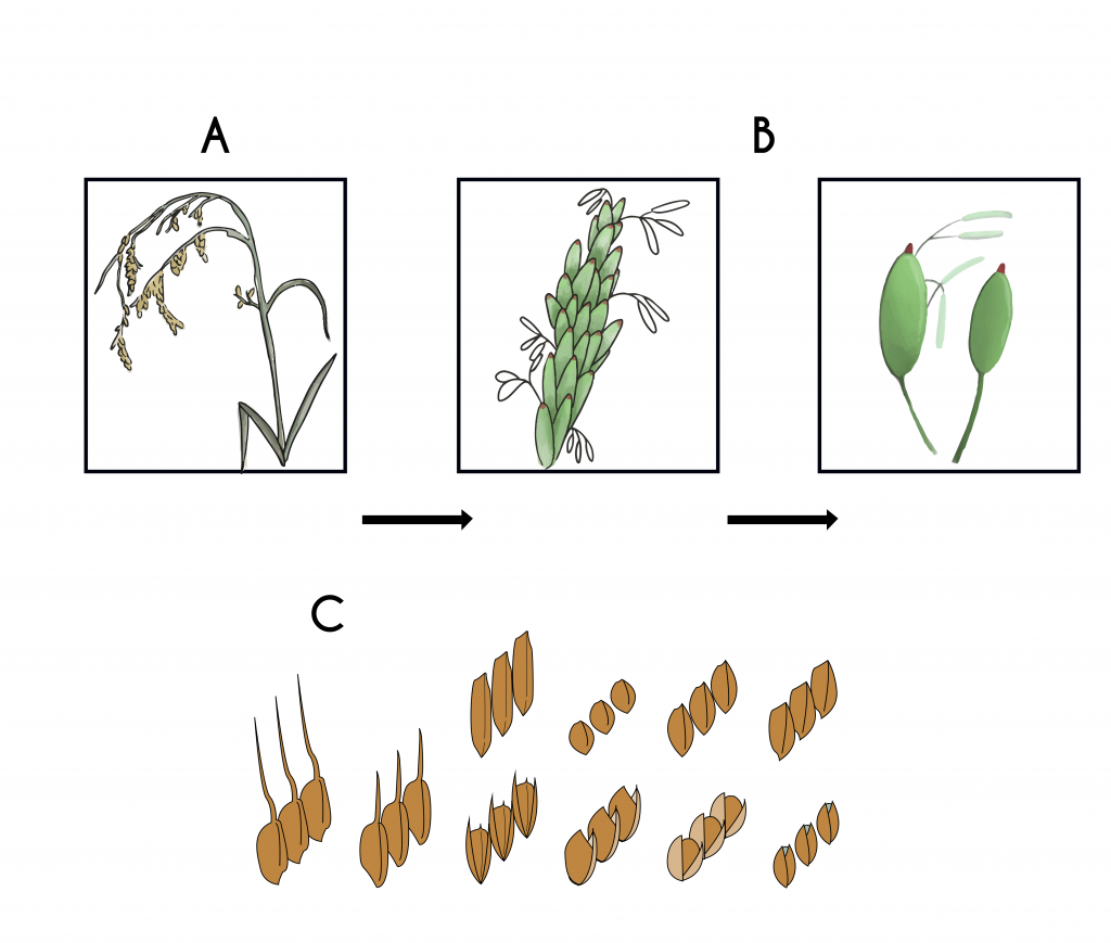 The structure of Asian rice (O. sativa) plant (A), inflorescence and flower (B), and a sample of grain diversity among various cultivars.