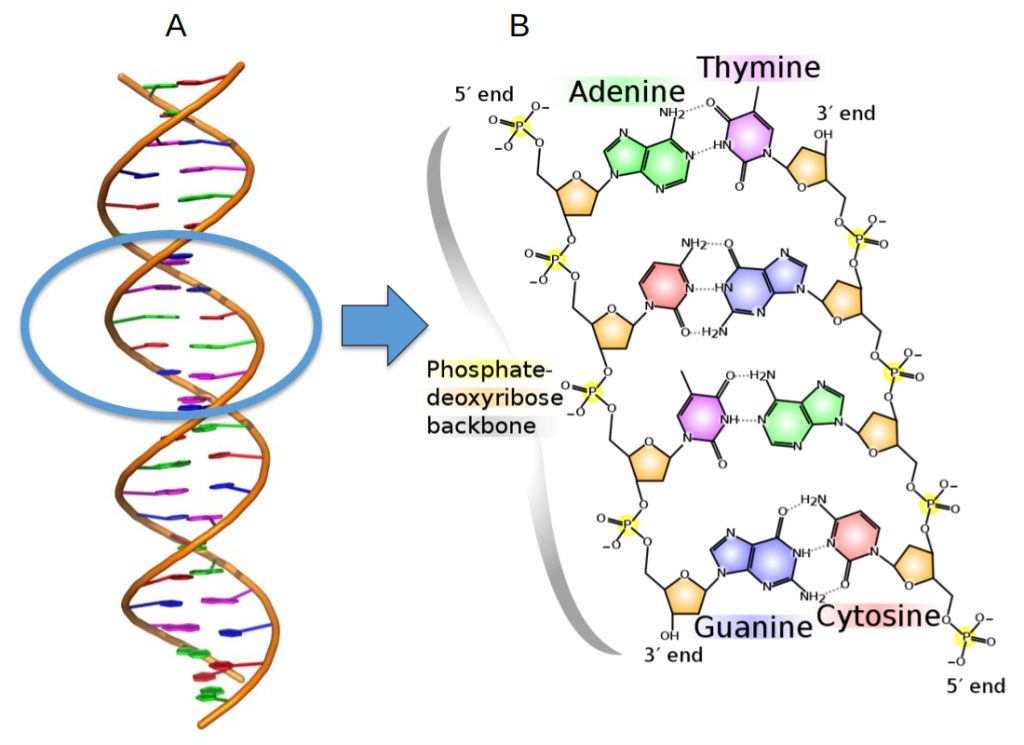 Fig-7-1-DNA-double-helix.png