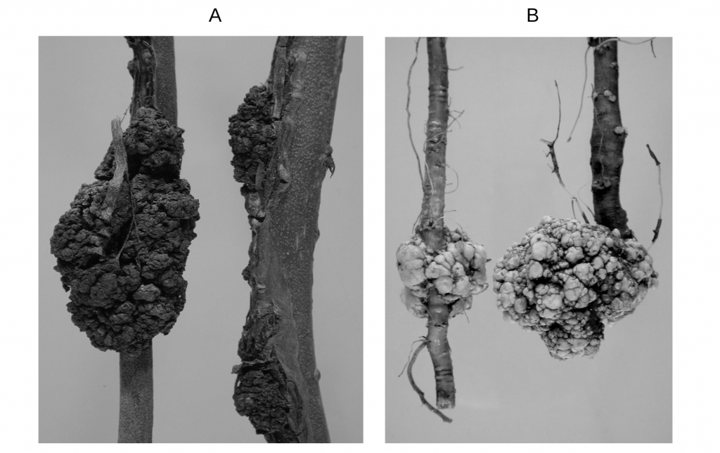 Crown galls in blueberry stem (A),  and apple root (B) infected with Agrobacterium.
