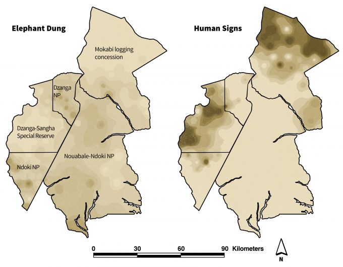 Figure 2.8. Interpolated elephant dung count and human-sign frequency across the Ndoki-Dazanga MIKE Site. Increasing darkness of sites signifies increasing dung and human-sign frequency. With permission from S. Blake.