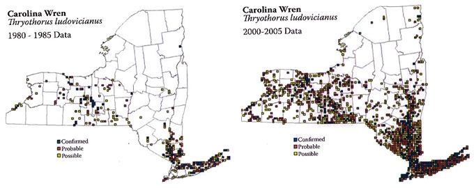 Figura 2.9. Cambios en la distribución de Carolina Wren entre dos atlas estatales realizados en 1980-1985 y 2000-2005. Esta especie ha mostrado uno de los incrementos más dramáticos en la ocupación de cualquier especie registrada durante el proyecto del atlas.