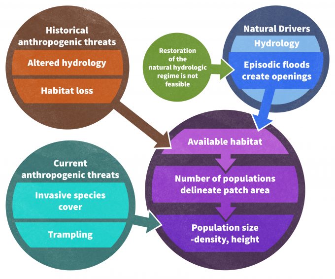 Figure 5.2. Conceptual model developed as the basis for monitoring of San Diego ambrosia, one of many species identified as important as identified within San Diego’s Multiple Species Conservation Program (redrafted from Hierl et al. 2007). The goal for managers is it to maintain 90% of the base population. Drivers presumably influencing population persistence are highlighted.