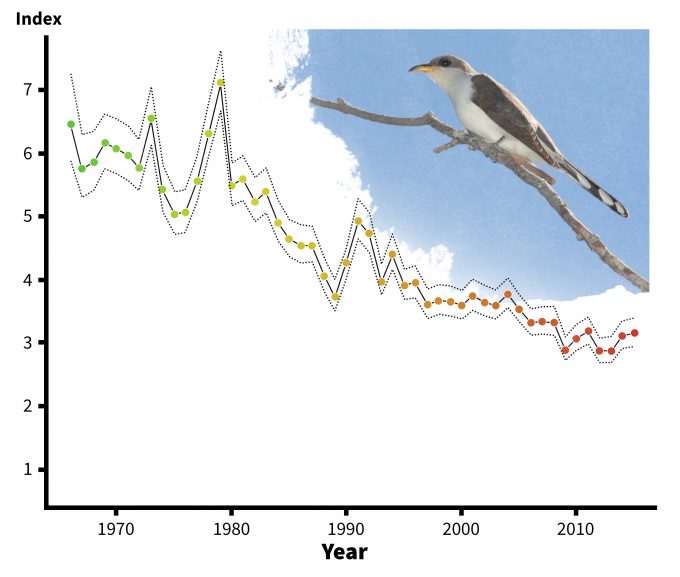 Figure 5.6. Trends in abundance of yellow-billed cuckoos over its geographic range, 1966-1996 (redrafted from Sauer et al. 2001). Note that data summaries are also available for smaller areas such as ecoregions and states. These data may address a portion of a conceptual model and be valuable in designing a monitoring plan. Photo by Dominic Sherony and published under creative commons.