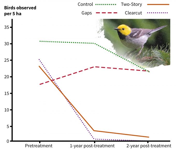 Figure 5.15. Change in hermit warbler detections following silvicultural treatments illustrating cause and effect monitoring results (redrafted from Chambers et al. 1999). Photo by Frode Jacobsen and published under creative commons.