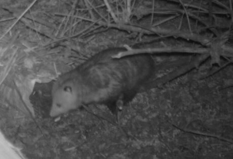 Figure 8.3. Virginia opossum attracted to a hair snare baited with apples. Baiting can attract animals and may increase the likelihood of detecting a species but may also give a biased index to abundance.