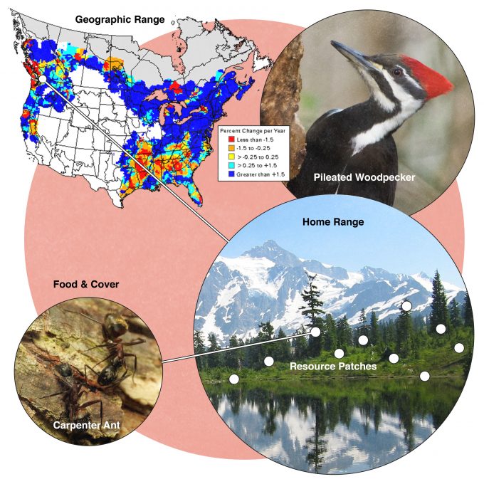 Figure 9.1. Hierarchical habitat selection as described by Johnson (1980). This generalized concept is illustrated using pileated woodpeckers as an example. Range map from USGS Biological Resources Division, used with permission. Pileated woodpecker photo from Washington Department of Fisheries and Wildlife, used with permission. Photos provided by Shenandoah National Park (Pileated Woodpecker), Katja Schulz (Carpenter Ants), and Pixabay.com (Mount Shuksan) and published under creative commons.