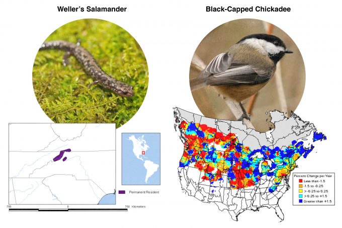 Figura 9.2. Mapas de rango para una especie geográficamente restringida, la salamandra de Weller (izquierda) y una especie cosmopolita, el garbanzo de cabeza negra (derecha). Mapas de la División de Recursos Biológicos del USGS. Fotos de Brian Gratwicke y Brendan Lally y publicadas bajo creative commons.