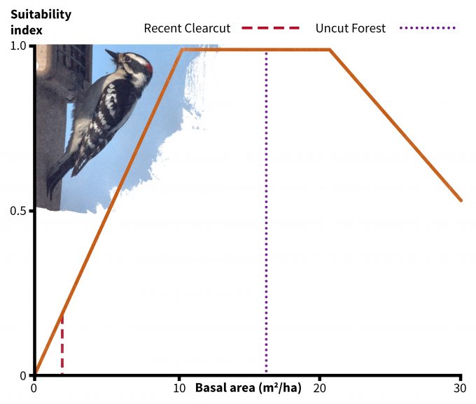 Figure 9.6. Habitat suitability relationship for downy woodpeckers for one of two suitability indices: basal area. Redrafted from Schroeder (1982). Photo by Mike's Birds and published under creative commons.