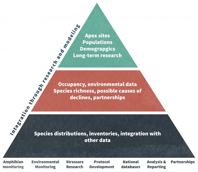 Figure 12.1. The USGS Amphibian Research and Monitoring Initiative (ARMI) conceptual pyramid. Extensive analyses are conducted at the national level (the base of the pyramid), while intensive research occurs at a smaller number of sites (the apex of the pyramid). The middle of the pyramid is where most of the analysis and reporting occurs (redrafted from Muths et al. 2006).