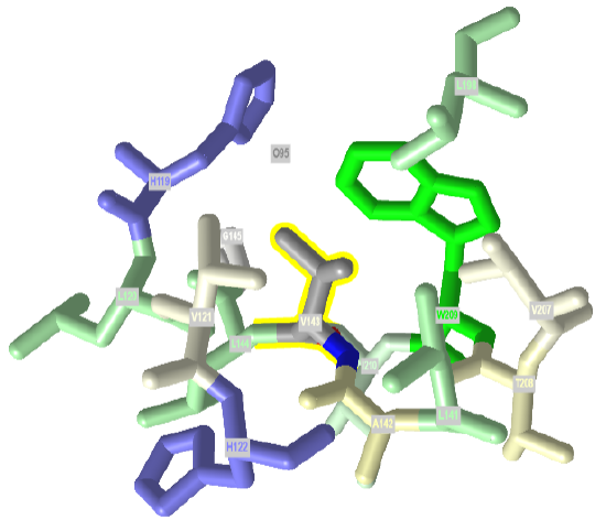 Valine143HphoPocket in human carbonic anhydrase II (4ca2).png