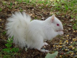 A photo of a white squirrel.