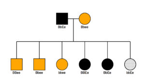 A pedigree where one parent is shaded yellow and the other is black. There are six offspring with different genotypes. Three are shaded yellow, two black, and one gray.