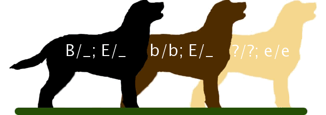 A graphic of the three recognizable coat colors in Labrador Retrievers with their respective genotypes that underlie each phenotype. The black dog has at least one dominant B allele and one dominant E allele. The brown dog has two recessive b alleles and at least one dominant E allele. The yellow dog has two recessive e alleles.