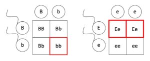 Two Punnett squares. One is for two parents that are heterozygous Bb. The other square has one parent heterozygous Ee, and one with two recessive e alleles.