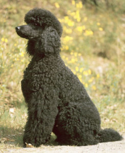 Photo of a poodle with curly hair.