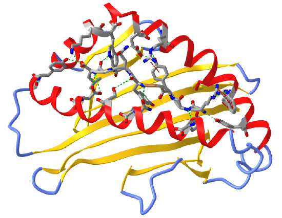 MHCClass I_HC_Bmc_peptide_ VS viru nucleoprotein (2VAA).png