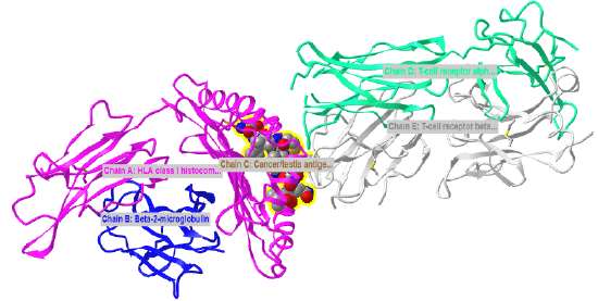 T-cell_alpha_ beta_MHC Class 1- bound peptide (6rp9).png
