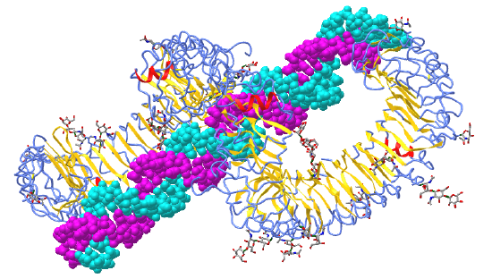 Mouse TLR3 ectodomain  double-stranded RNA_complex (3CIY).png