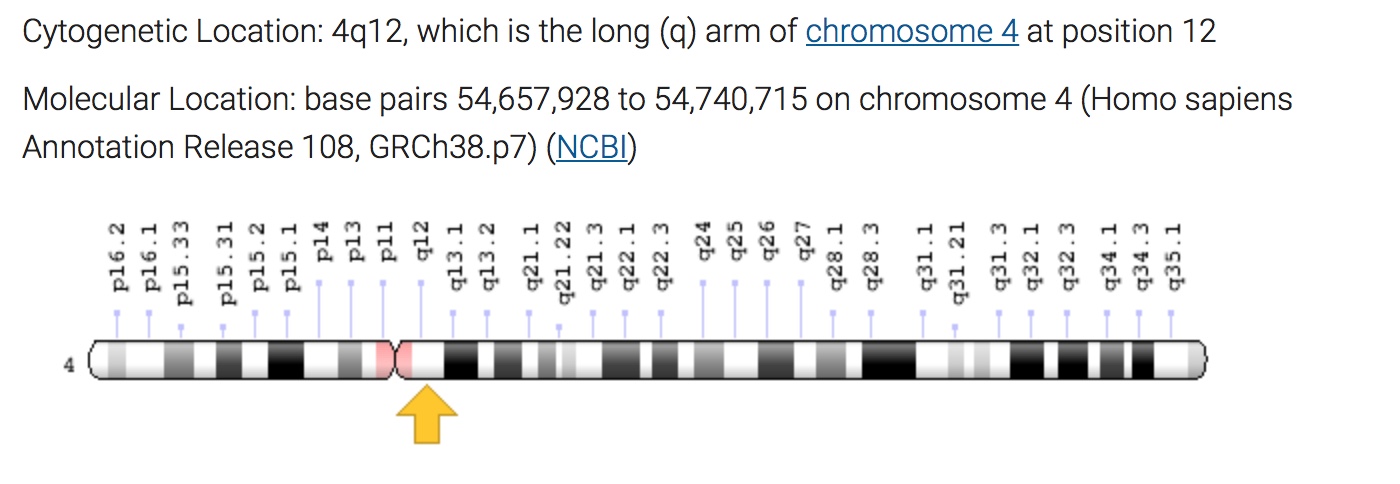 Illustration of the location of the KIT gene on chromosome 4. 
