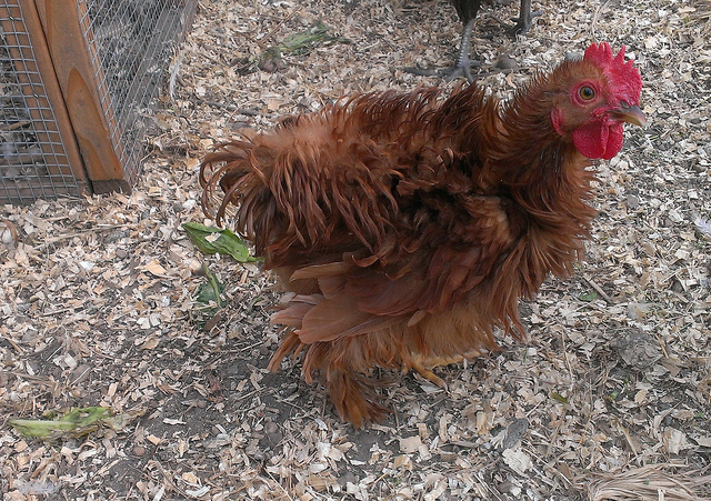 Foto de un pollo con plumas rizadas y esponjosas.