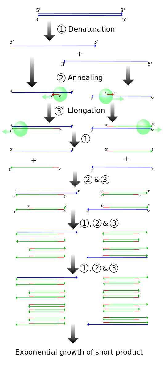 Diagram of PCR reaction to demonstrate how amplification leads to the exponential growth of a short product flanked by the primers.