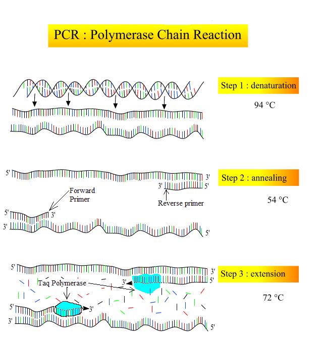 Diagrama de los tres pasos de la PCR: desnaturalización, reasociación y extensión.