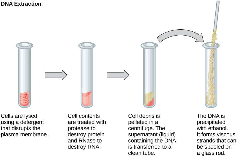 Se ilustran cuatro tubos de ensayo, mostrando cuatro pasos en la extracción de ADN. En la primera, las células se lisan usando un detergente que rompe la membrana plasmática. En el segundo, los contenidos celulares se tratan con proteasa para destruir la proteína, y RNasa para destruir el ARN. En el tercero, los desechos celulares se sedimentan en una centrífuga. El sobrenadante (líquido) que contiene el ADN se transfiere a un tubo limpio. En el cuarto tubo de ensayo, el ADN se precipita con etanol. Forma hebras viscosas que se pueden enrollar en una varilla de vidrio.