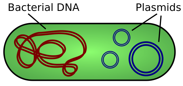 Esta imagen muestra un dibujo lineal de una bacteria con su ADN cromosómico y varios plásmidos dentro de ella. La bacteria se dibuja como un gran óvalo. Dentro de la bacteria, círculos de tamaño pequeño a mediano ilustran los plásmidos, y una línea larga y delgada y cerrada que se cruza repetidamente ilustra el ADN cromosómico.