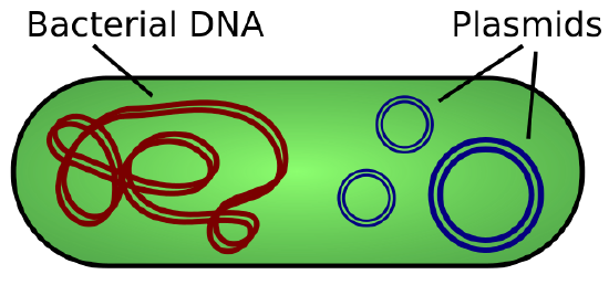 This image shows a line drawing of a bacterium with its chromosomal DNA and several plasmids within it. The bacterium is drawn as a large oval. Within the bacterium, small to medium size circles illustrate the plasmids, and one long thin closed line that intersects itself repeatedly illustrates the chromosomal DNA.