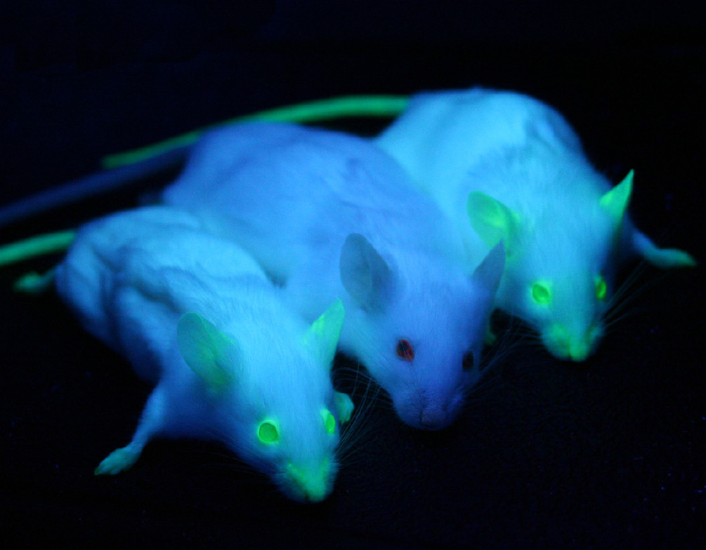 En una foto se muestran 3 ratones bajo luz ultravioleta. Los tres tienen pelaje blanco que luce morado con la luz UV. El ratón medio es no transgénico y no es fluorescentemente. Los ratones de la izquierda y la derecha son transgénicos, y sus ojos, orejas, nariz y cola tienen fluorescencia verde bajo la luz UV.