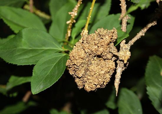 Photo of a plant with a gall caused by Agrobacterium tumefaciens infection.