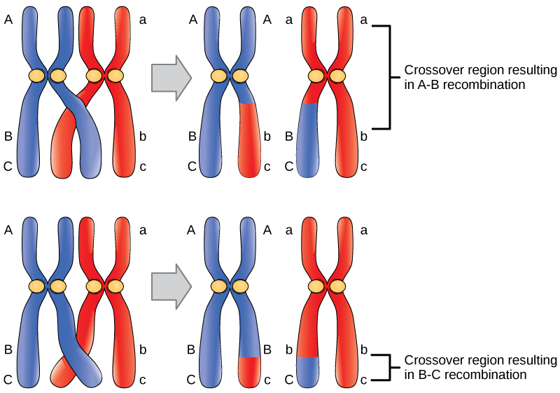 Un par homólogo de cromosomas tiene tres genes, denominados A, B y C. El gen A se encuentra cerca de la parte superior del cromosoma, y los genes B y C se encuentran cerca de la parte inferior. Cada cromosoma tiene diferentes alelos A, B y C. Los alelos pueden recombinarse si se produce un cruce entre ellos, de manera que el material genético de un cromosoma se intercambie por otro. Los genes A y B están muy separados en el cromosoma de tal manera que un evento cruzado que ocurre casi en cualquier parte del cromosoma dará como resultado la recombinación de alelos para estos genes. Los genes B y C están mucho más cerca entre sí, por lo que solo los cruces que ocurren en una región muy estrecha darán como resultado la recombinación de estos genes.