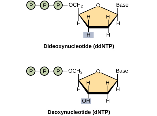 Un desoxinucleótidos consiste en un azúcar desoxirribosa, una base y tres grupos fosfato. La didesoxirribosa es idéntica a la desoxirribosa excepto que el grupo hidroxilo (-OH) en la posición 3' se reemplaza por H. Un hidroxilo 3' es necesario para el alargamiento de la cadena de ADN, y la cadena deja de crecer si se incorpora una didesoxirribosa en lugar de desoxirribosa a la cadena en crecimiento.