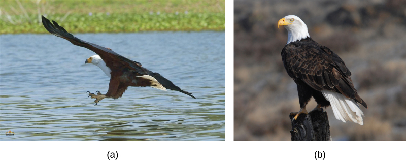 La foto a muestra una imagen del águila pescadora africana en vuelo, y la foto b muestra al águila calva encaramada en un poste.