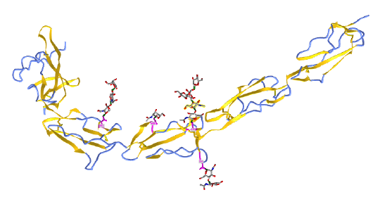 N-linked glycoprotein human beta-2-glycoprotein-I (Apolipoprotein-H) (1C1Z).png