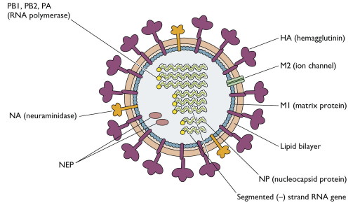 InfluenzaVirus.jpg