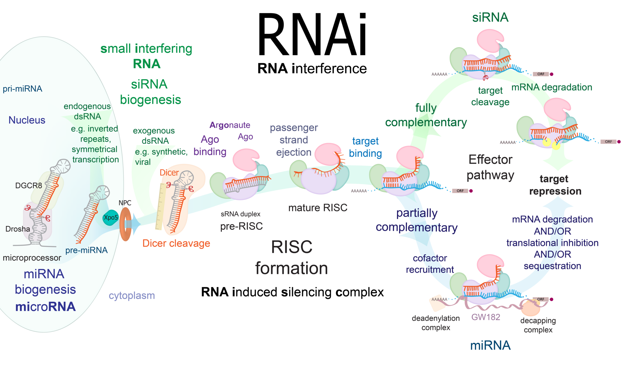 RNAi_overview wikicommons.png