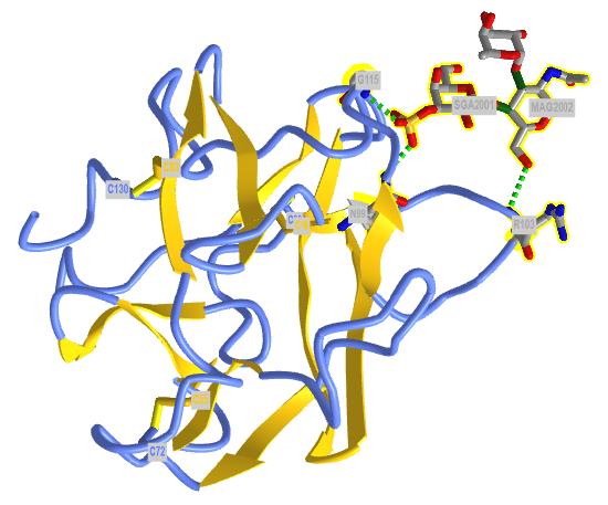 FN2 domain Man receptor 3-SO4-LEWIS(X) glycan.png
