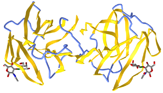 Human Galectin-1 in Complex with Type 1 N-acetyllactosamine (Gal(β1,3)GlcNAc).png