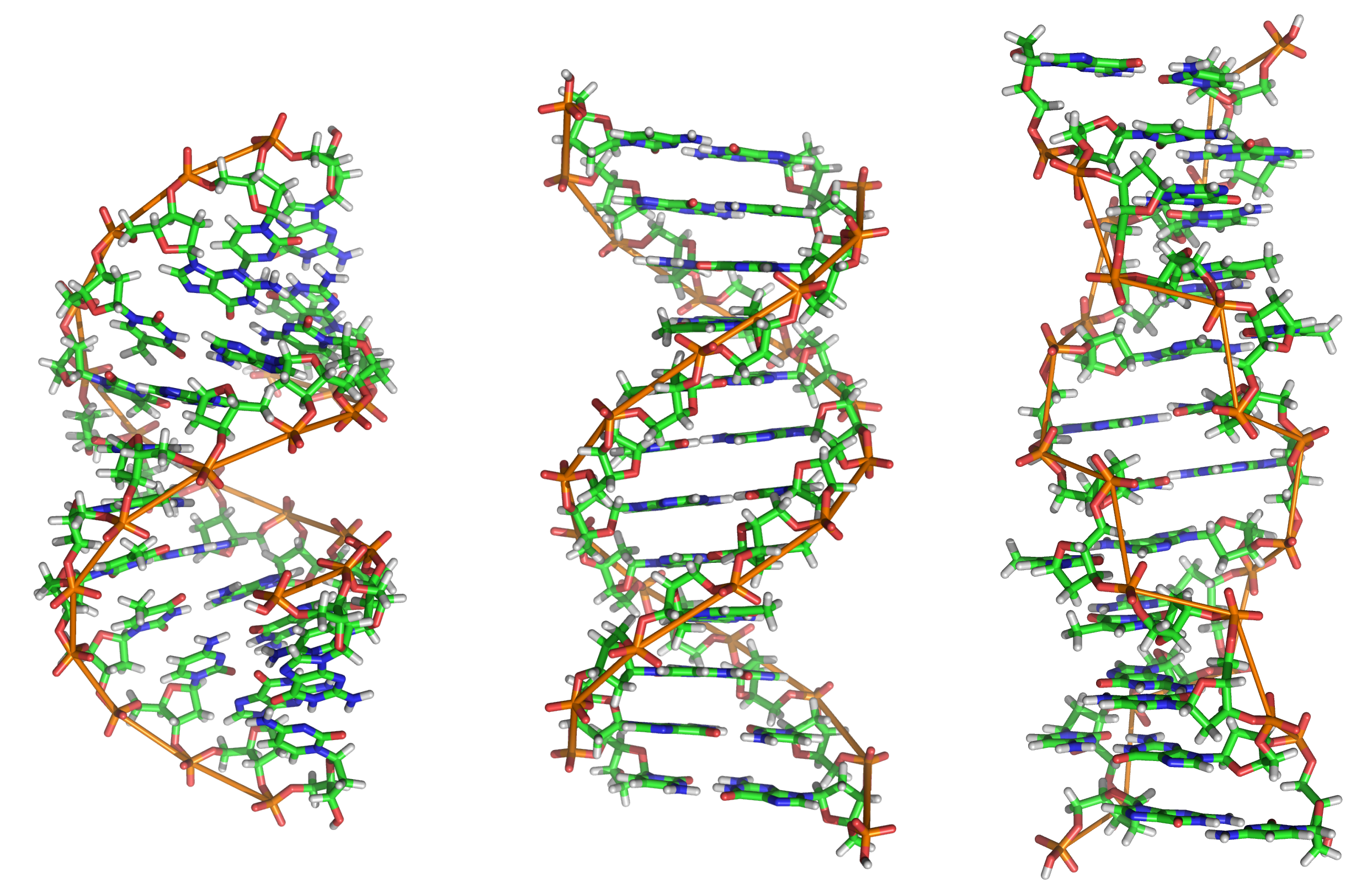 A-DNA,_B-DNA_and_Z-DNA.png